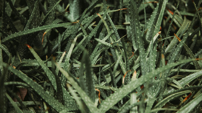 Know More About Veora Organics Aloe Vera gel and It's Variants